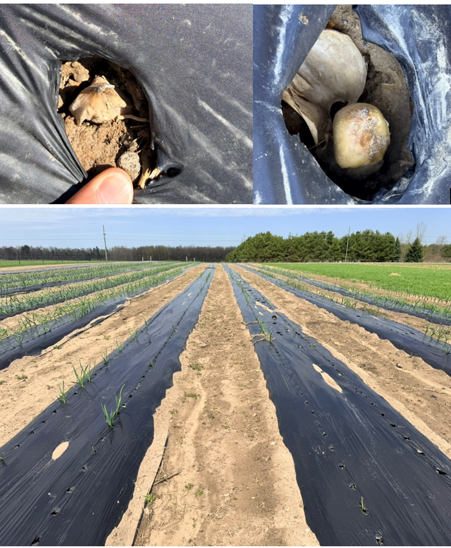 Composite image showing garlic emergence issues under black plastic mulch. Top left: a garlic clove or emerging shoot beneath torn plastic, with dry soil and a finger pointing to the plant. Top right: a close-up of a garlic clove with visible rot and discoloration beneath the plastic. Bottom: a wide view of field rows covered in black plastic mulch, with uneven and sparse garlic emergence; some plants are growing through holes while others are missing, leaving gaps along the rows.